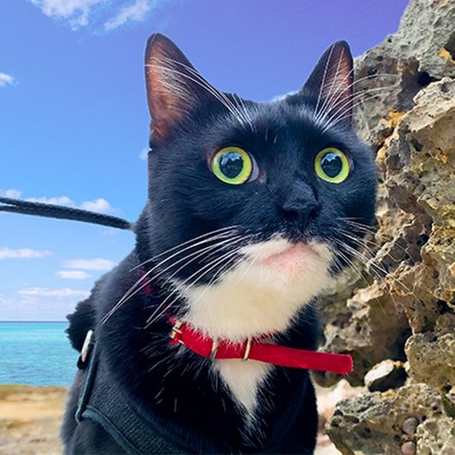 海で猫散歩 Lalatube Youtube