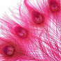 Feather Proctor YouTube Profile Photo