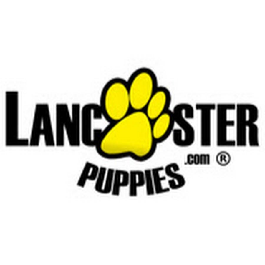 Lancaster Puppies YouTube channel avatar