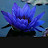 Blue Lotus