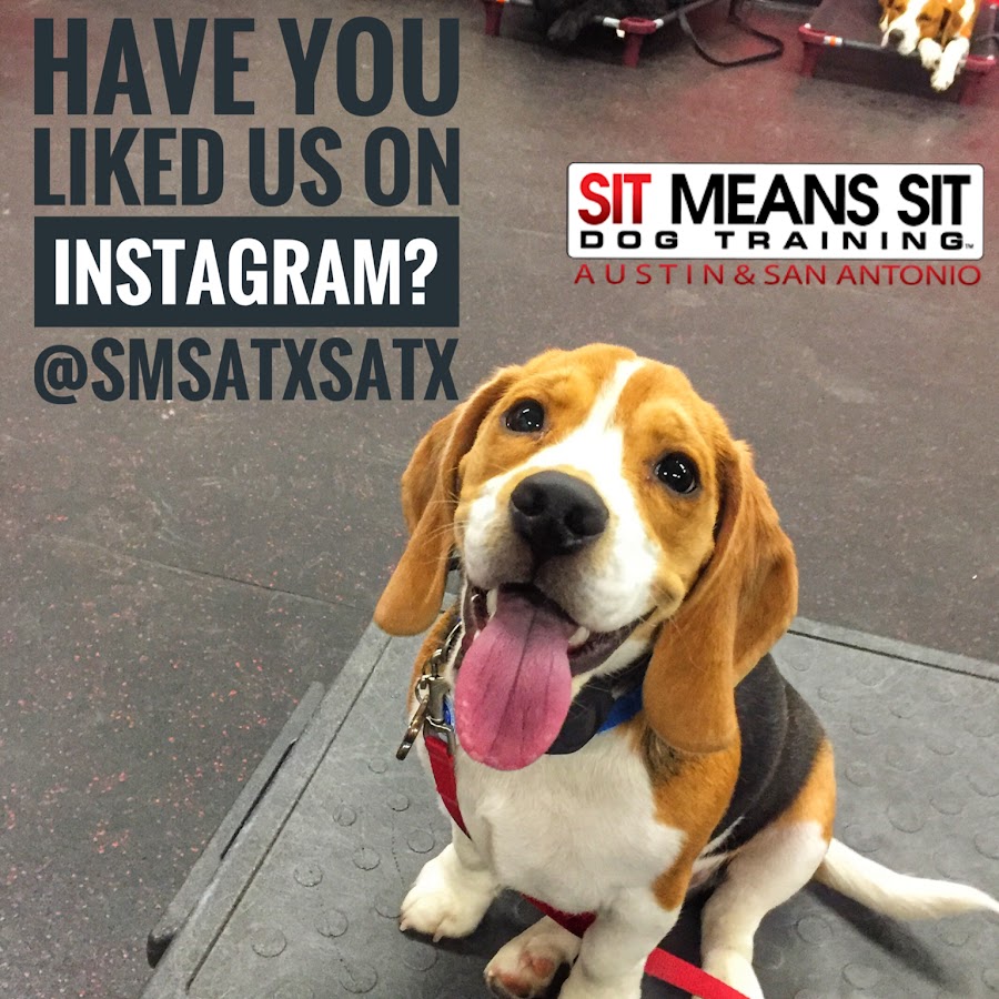 Sit Means Sit Dog Training - Austin Avatar del canal de YouTube