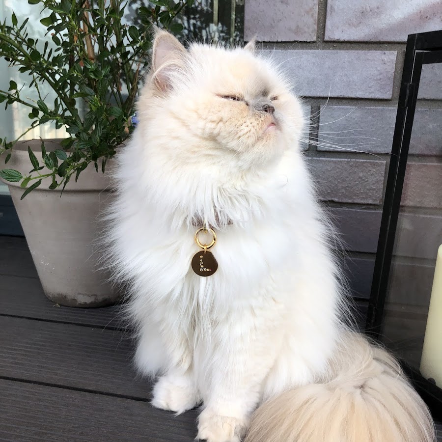Lilly The Himalayan رمز قناة اليوتيوب