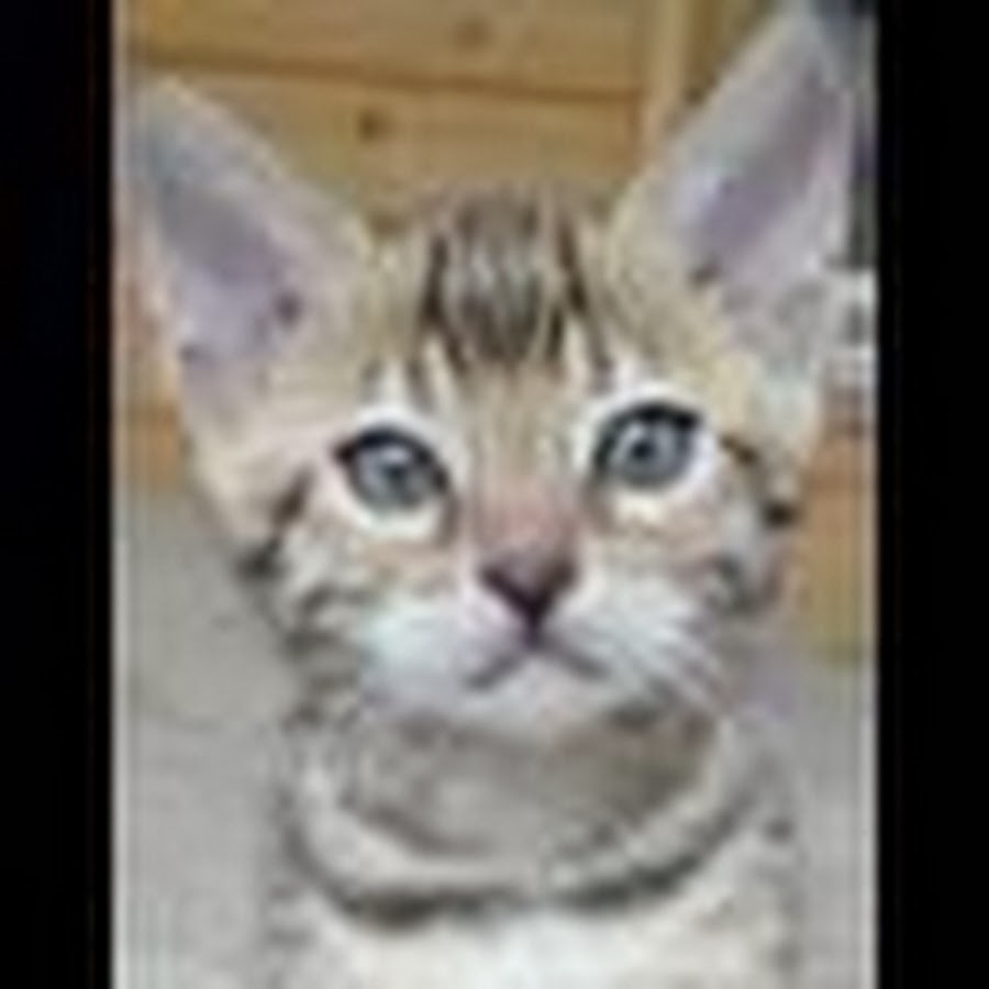 My Cat's Life YouTube channel avatar