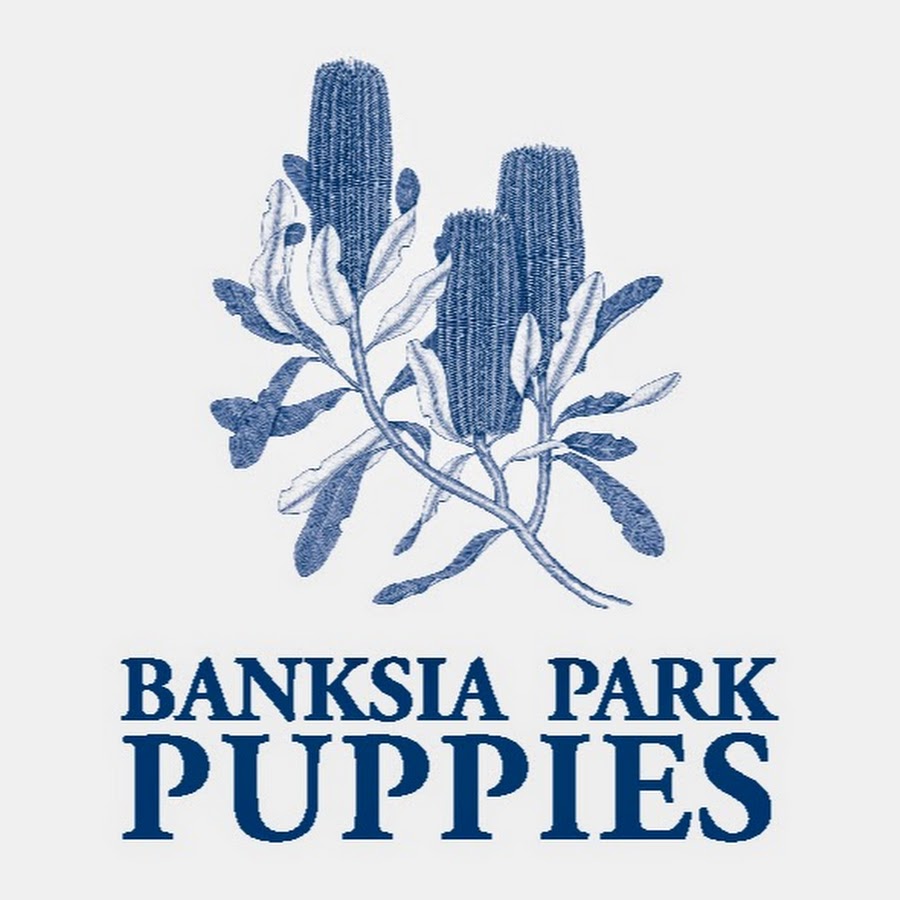 Banksia Park Puppies - Head Office Аватар канала YouTube