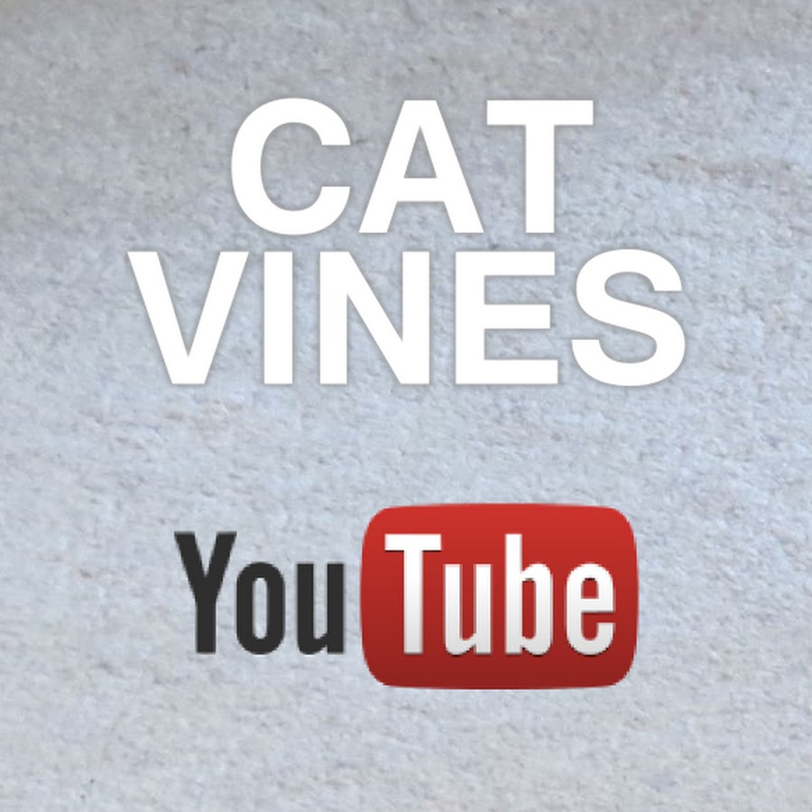 Cat Vines رمز قناة اليوتيوب