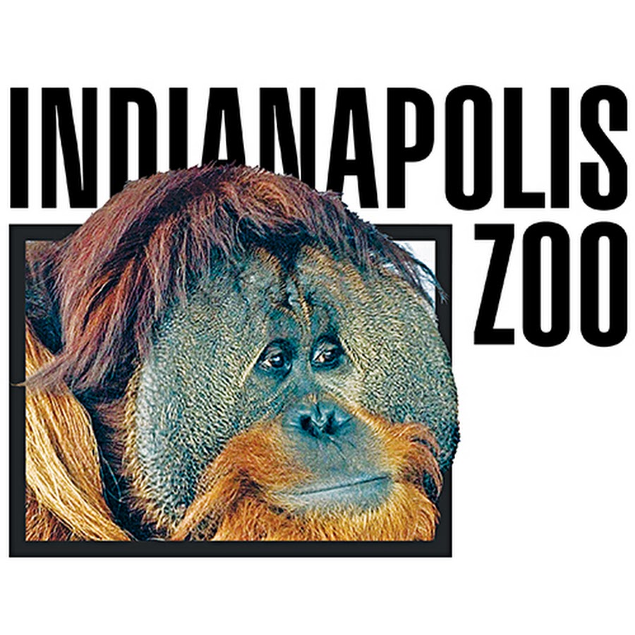 IndianapolisZoo यूट्यूब चैनल अवतार