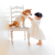 柴犬りんご郎 Shiba Inu Ringoroの年収 総収入は Youtubeランキング