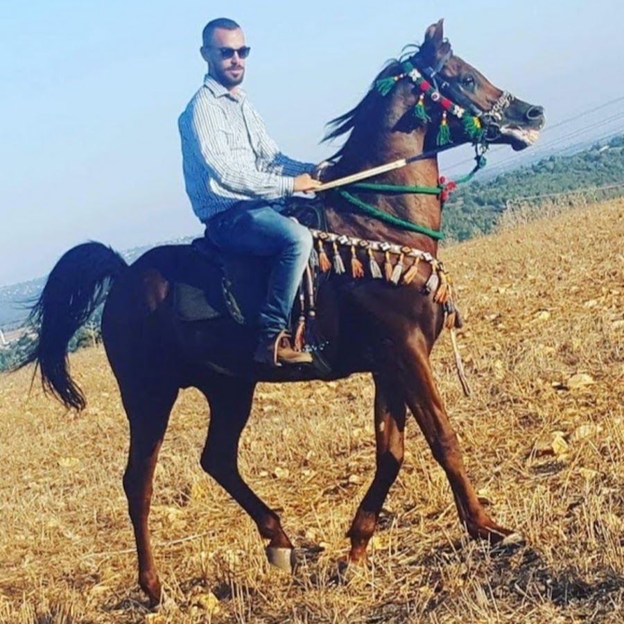 ARABIAN HORSES