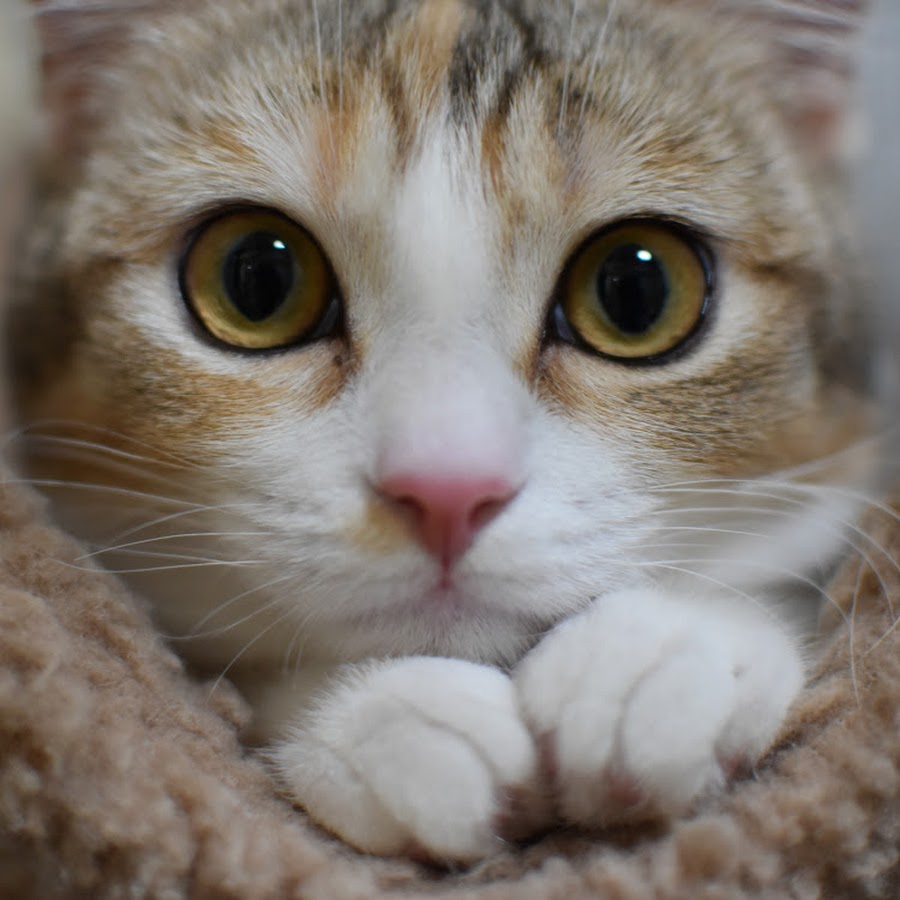 猫のおもちゃ王国 Youtube