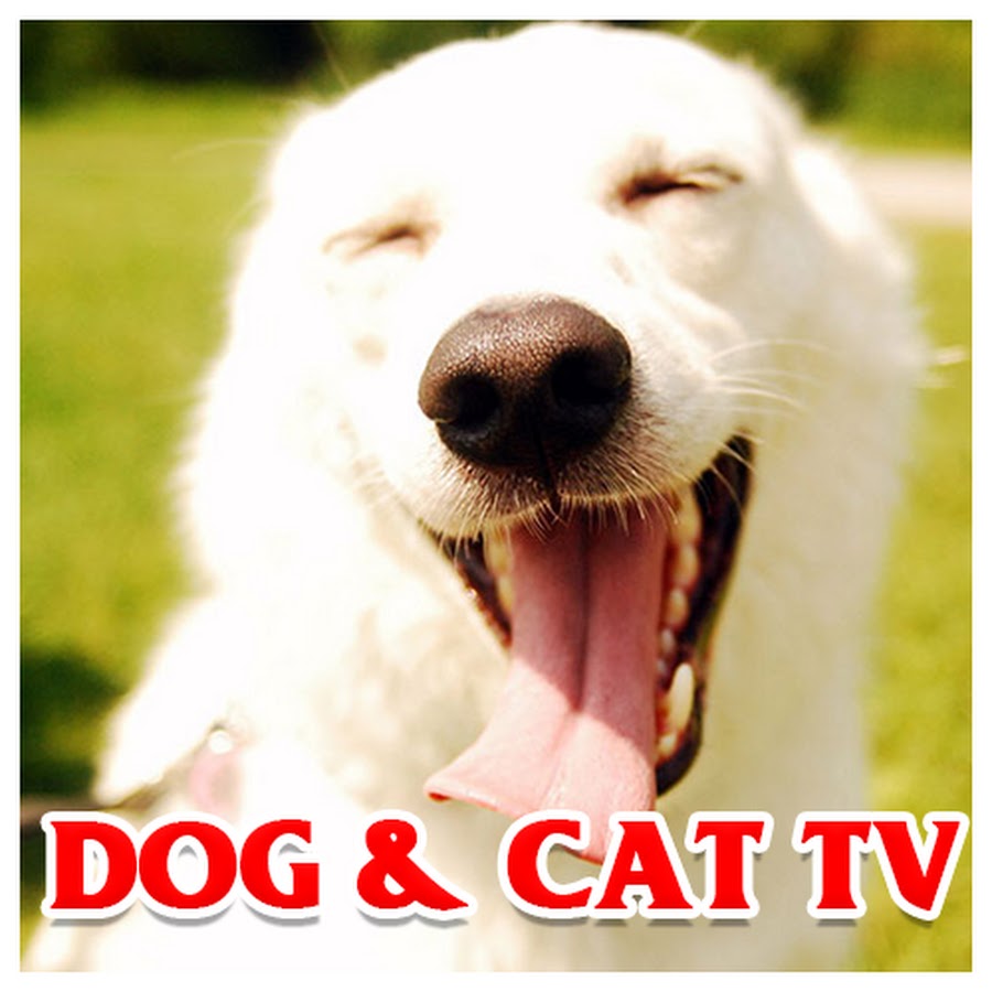 Dog And Cat TV YouTube kanalı avatarı