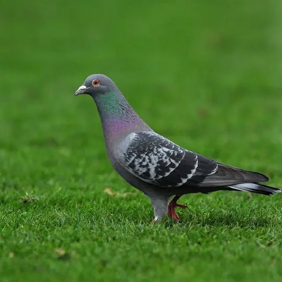 Бельгийские почтовые голуби бельгийцы. Гоночный голубь Армандо. Бельгийские спортивные голуби бельгийцы. Брюссельский голубь