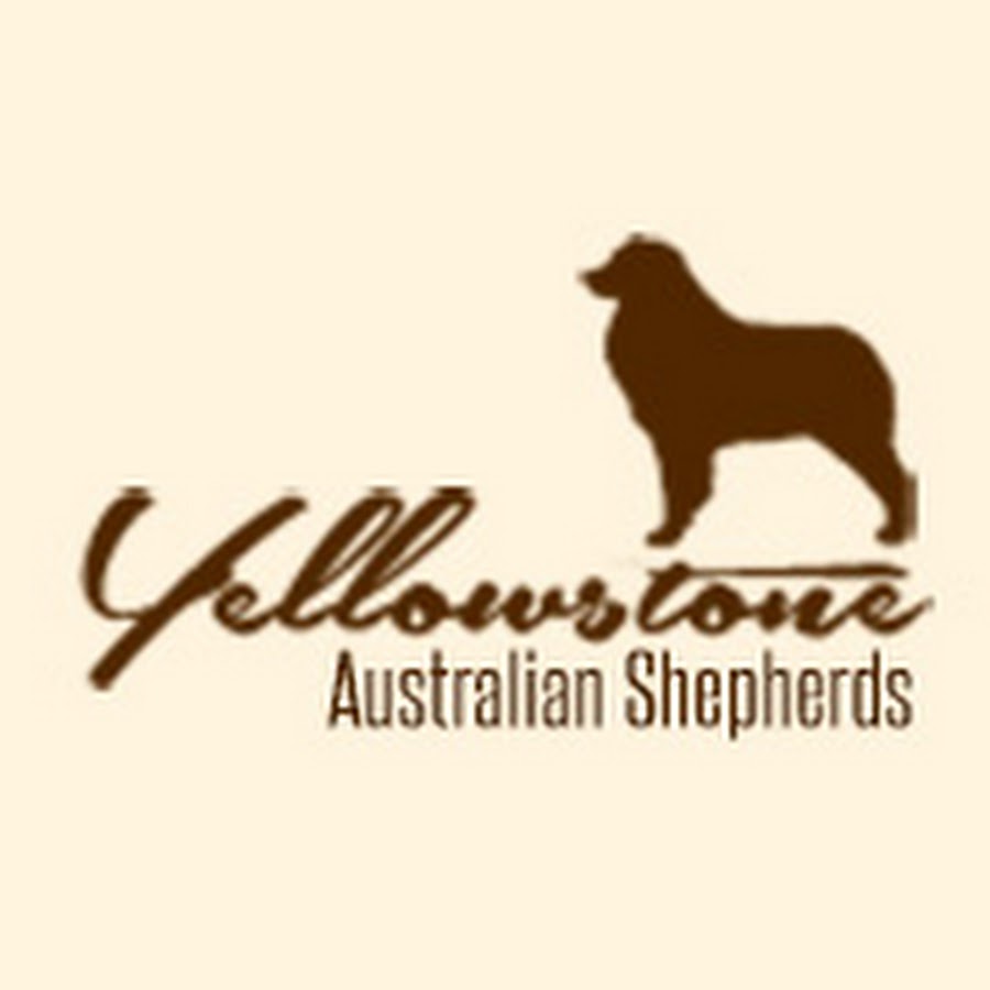 Yellowstone Australian Shepherds Аватар канала YouTube