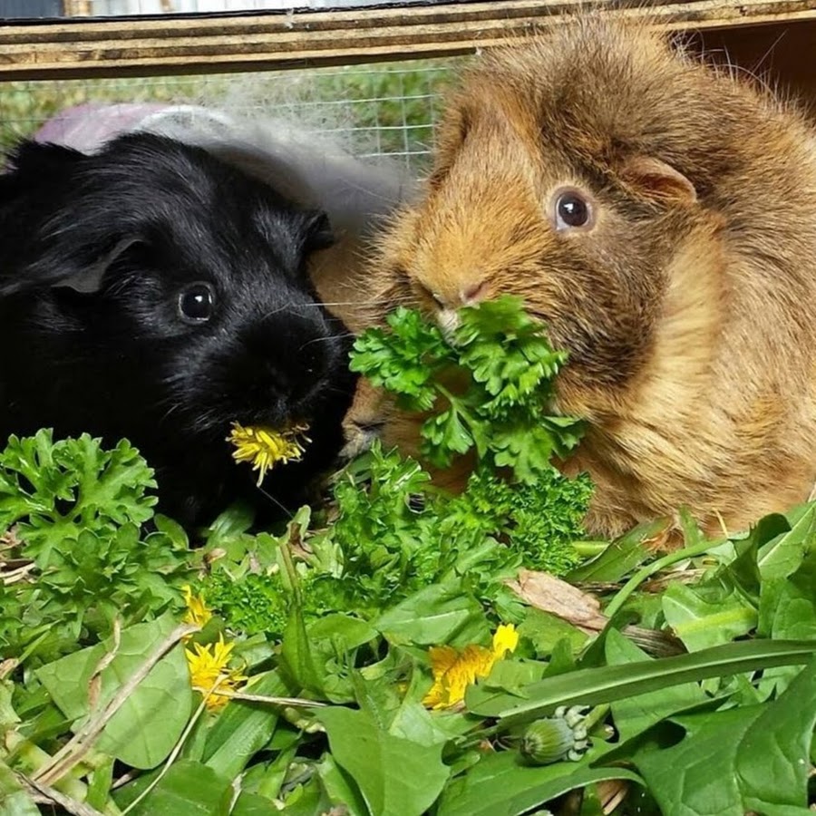 Sharnas Cavy Sanctuary guinea pig rescue رمز قناة اليوتيوب