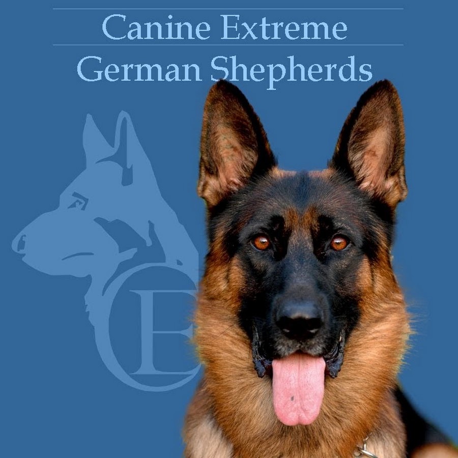 TheCanineExtreme YouTube channel avatar