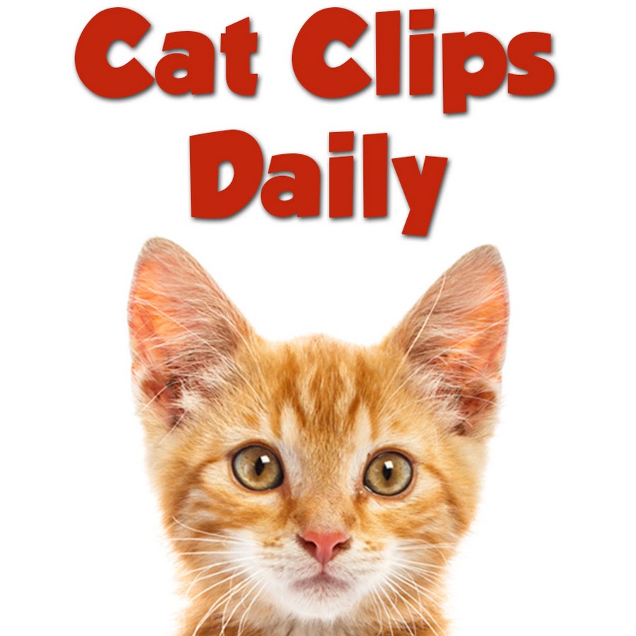 Cat Clips Daily YouTube channel avatar