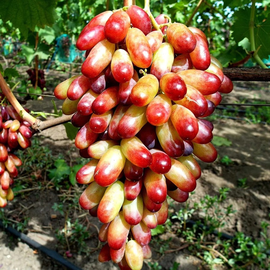 Виноград графиня описание сорта фото отзывы видео Виноград графиня описание сорта фото отзывы видео