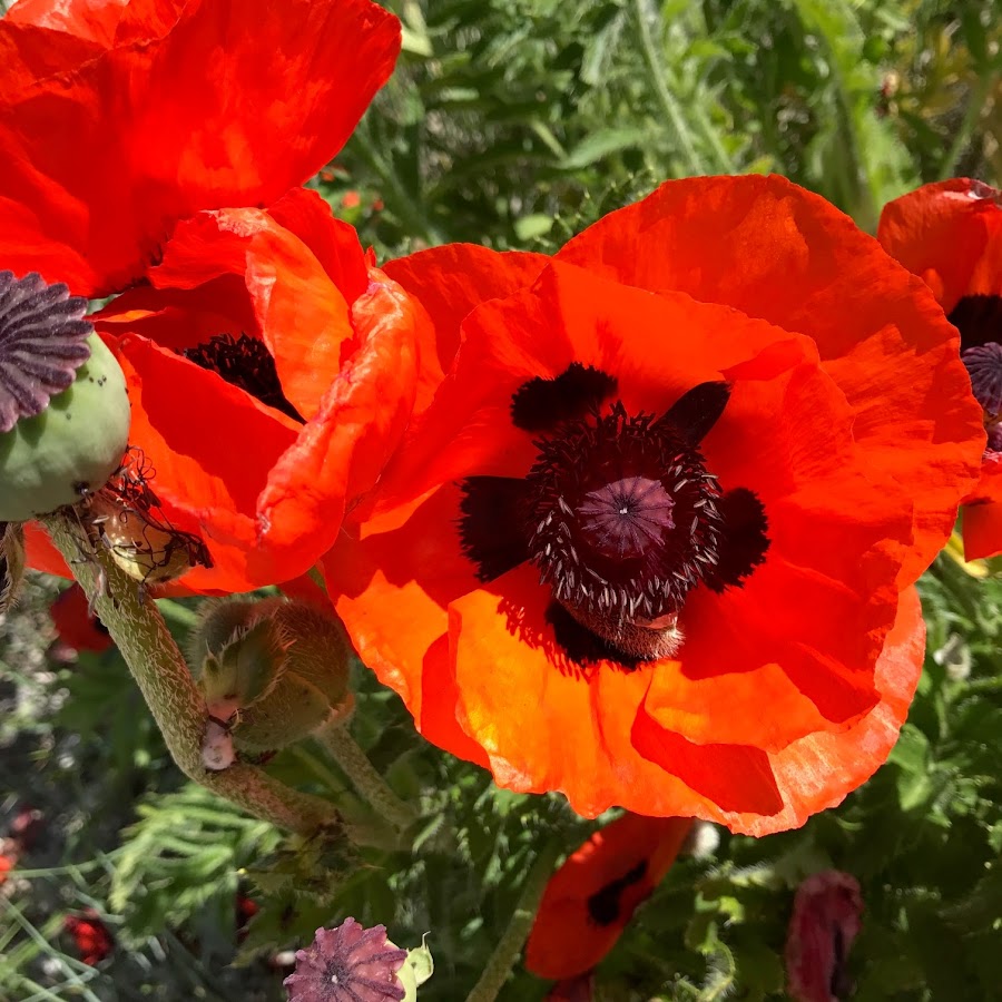 Red Poppy Ranch यूट्यूब चैनल अवतार