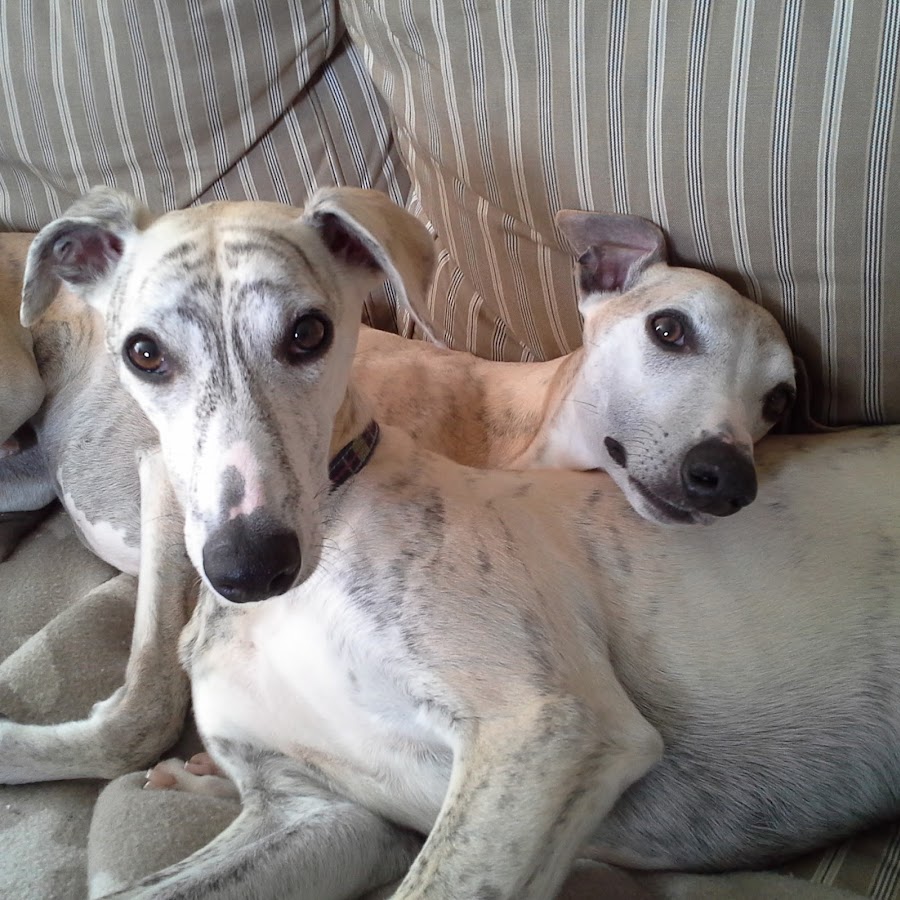 whippet_realgood YouTube channel avatar