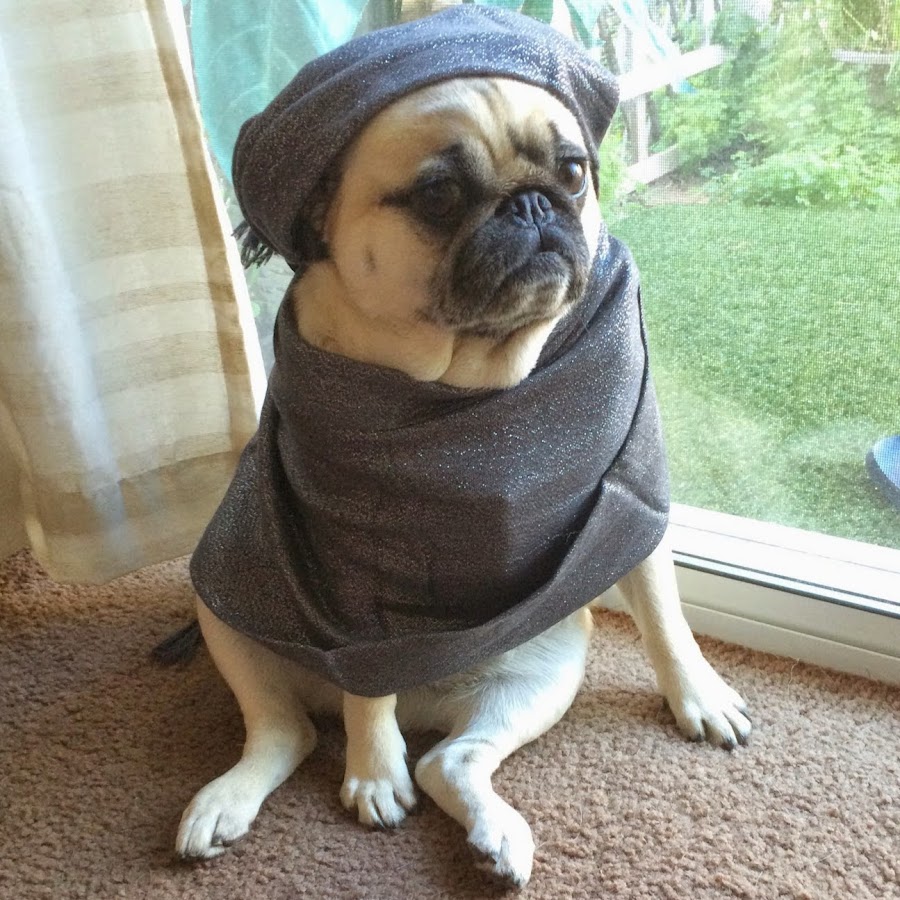 Grumpy Pug