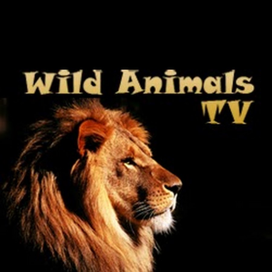 Wild Animals TV YouTube channel avatar