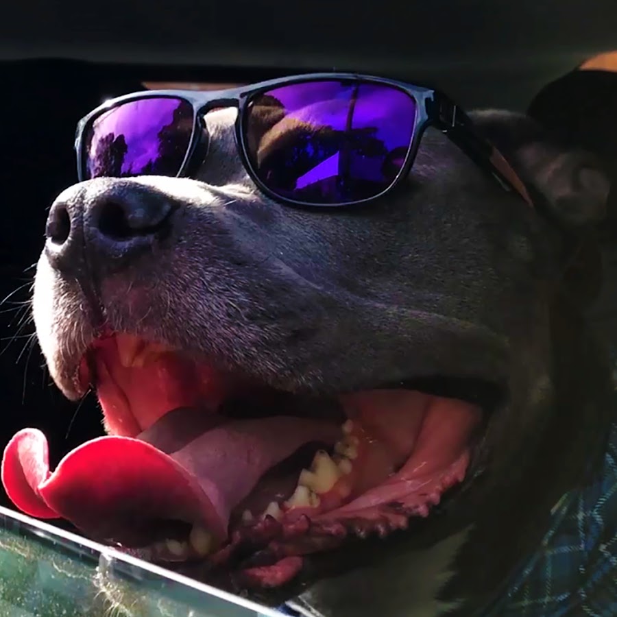 Clever Canine Avatar del canal de YouTube