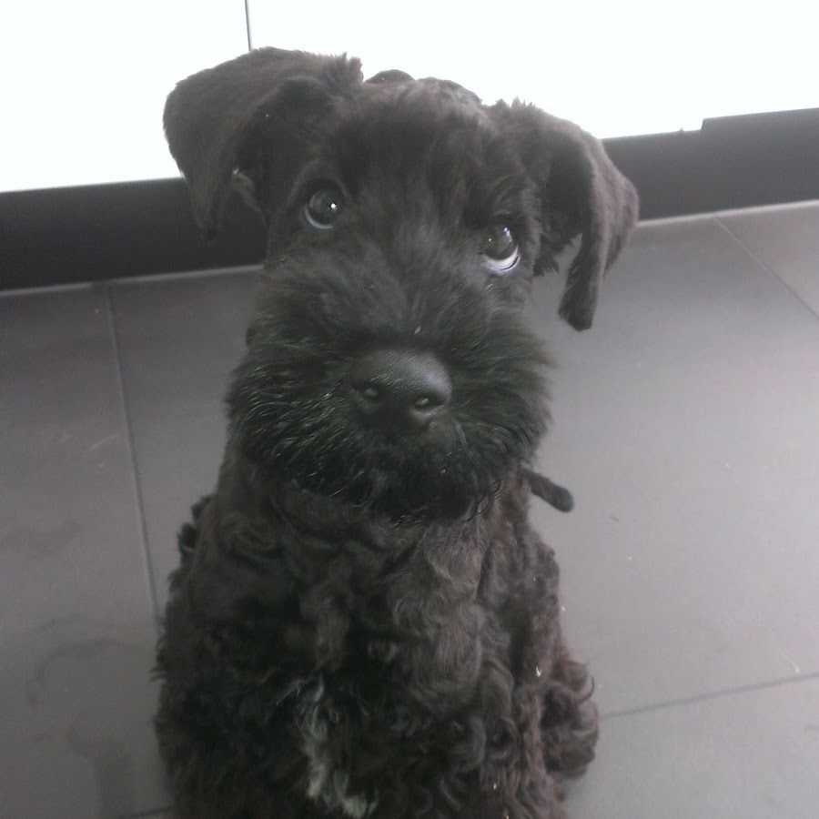 Tullamore The Kerry Blue Terrier Avatar del canal de YouTube