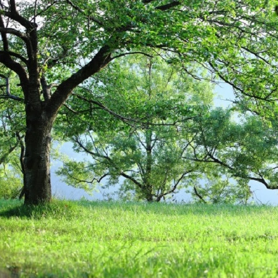 著作権フリー 癒しの中北利男508曲ピアノアルバム Youtube