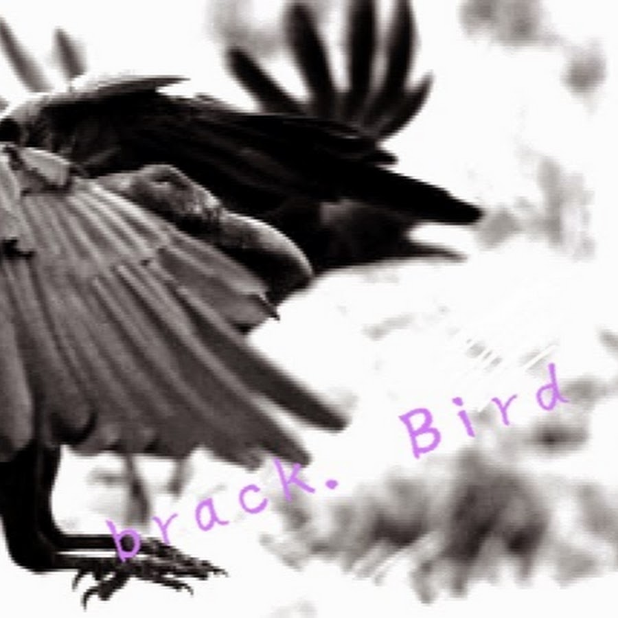 bird brack YouTube kanalı avatarı