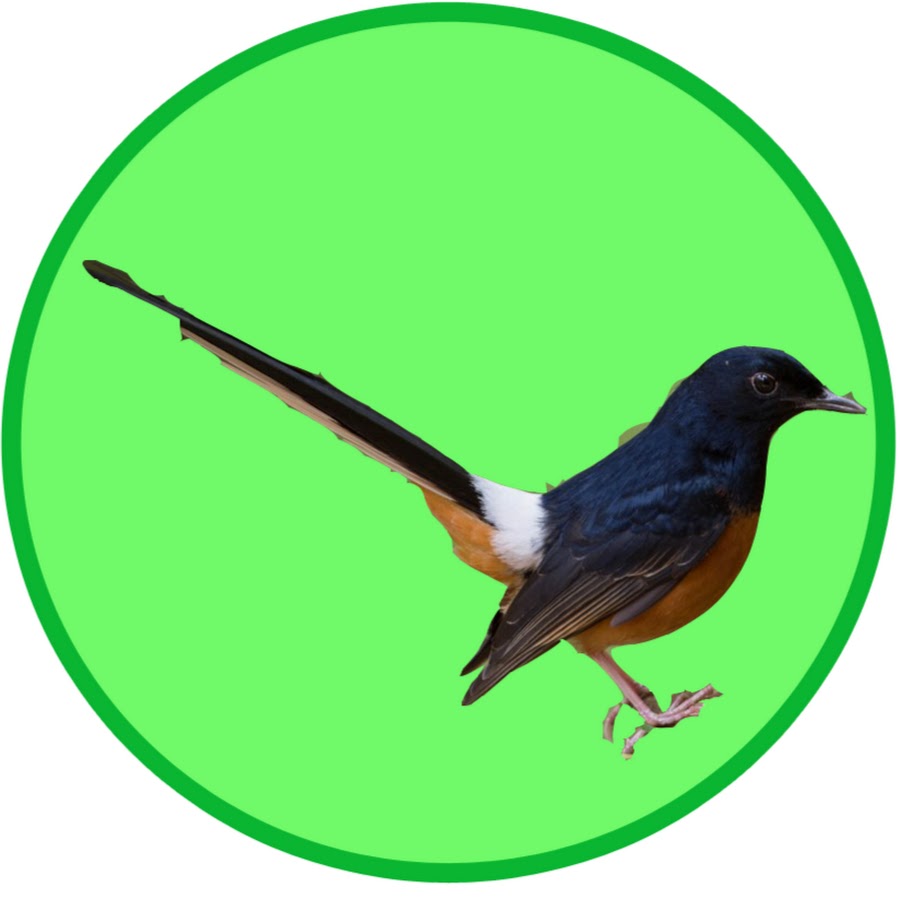 Kicau Burung YouTube channel avatar