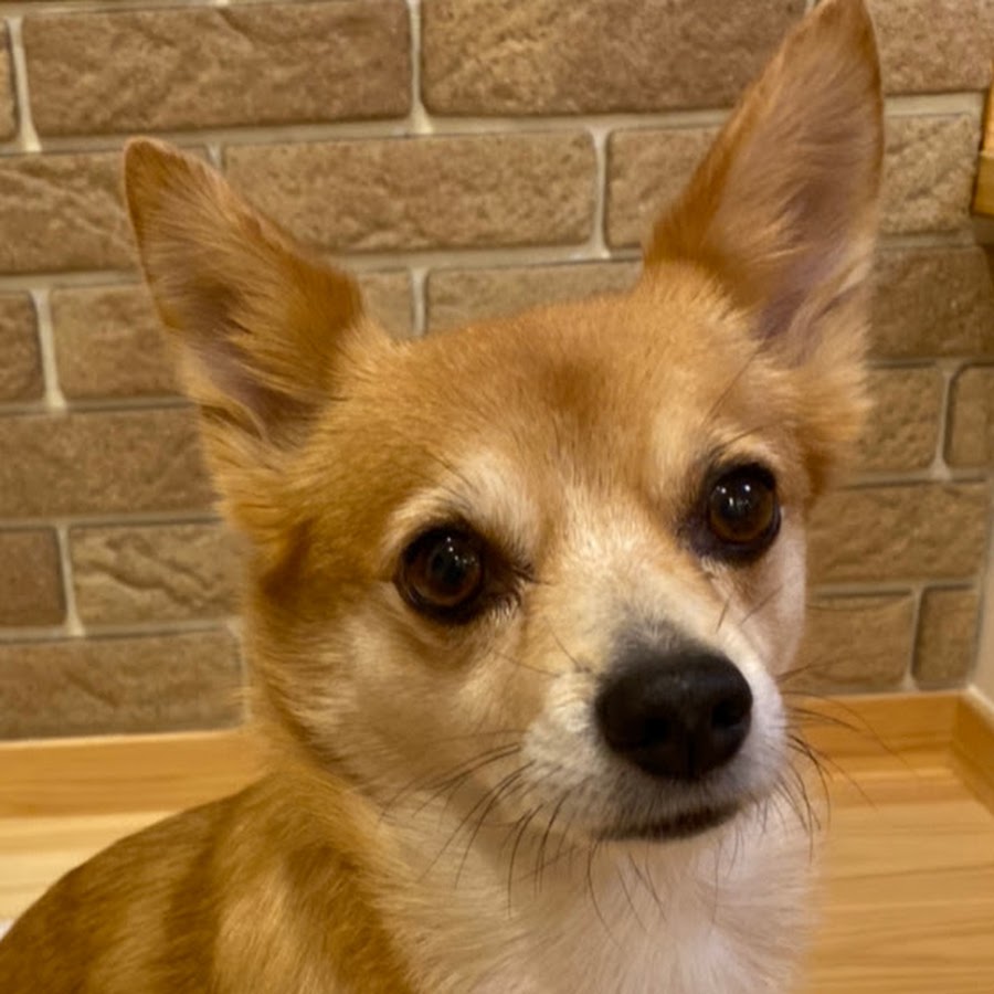 ミックス犬マロンの日常 Youtube