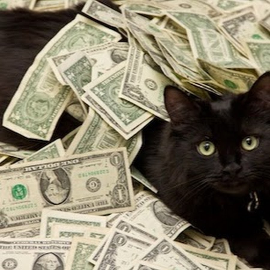 Moneyyy Cats Avatar canale YouTube 