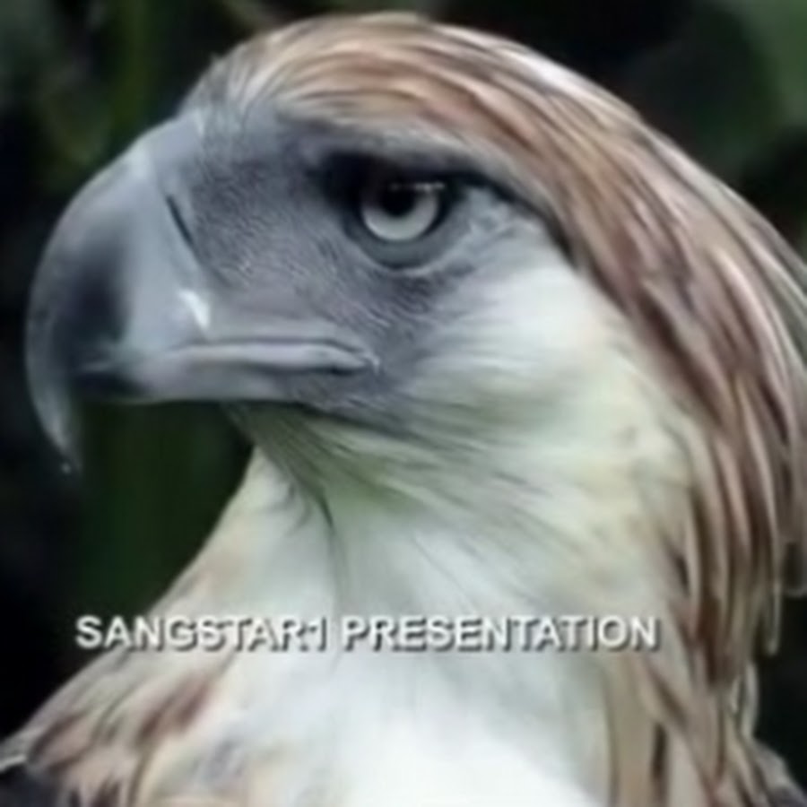 Sangstar1 Videos Presentations TruthResearchers YouTube channel avatar