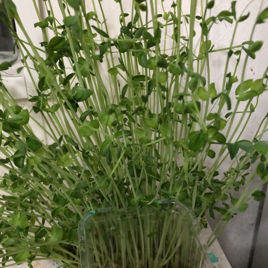 家の豆苗が伸びすぎて辛い Youtube