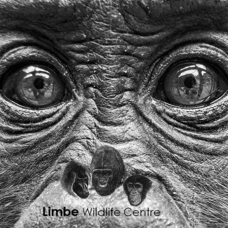 Limbe Wildlife Centre YouTube channel avatar