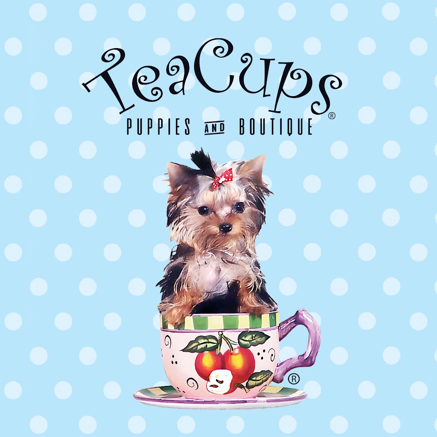 Teacups Puppies YouTube channel avatar