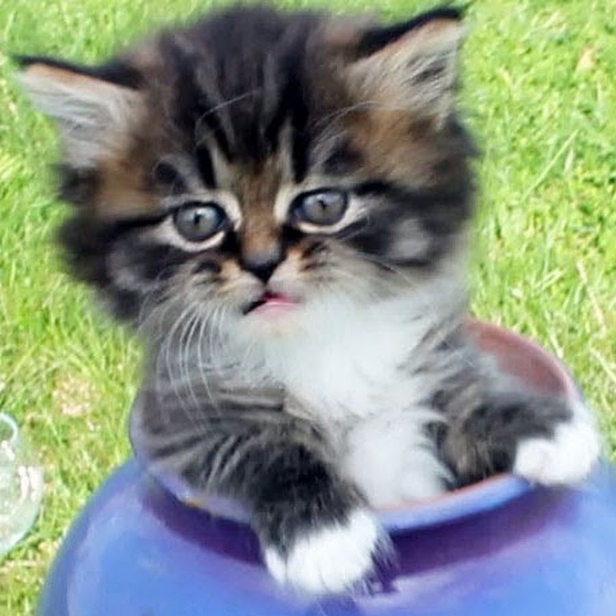 Kittens Meowing Channel Avatar de chaîne YouTube