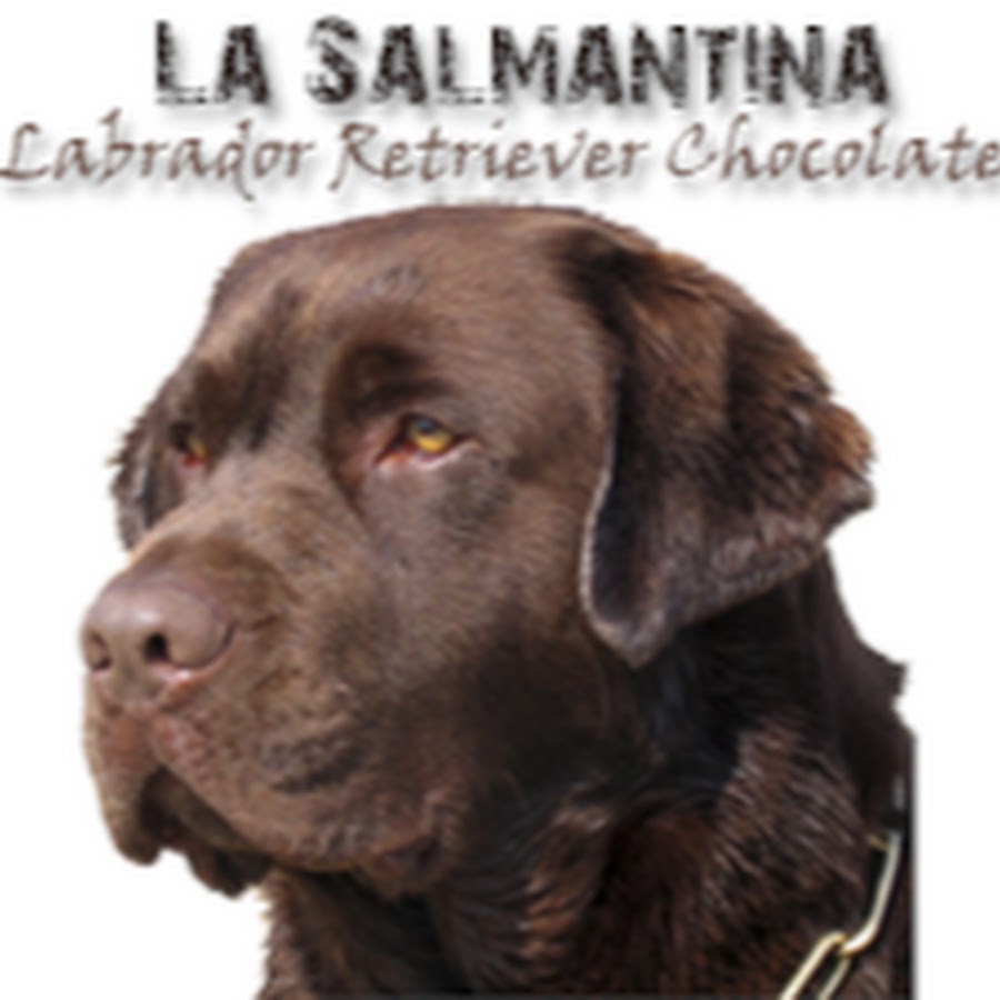 Labradores De la Salmantina رمز قناة اليوتيوب