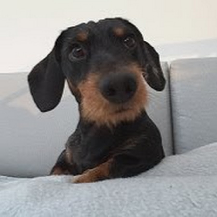 Dachshund Adventures YouTube 频道头像