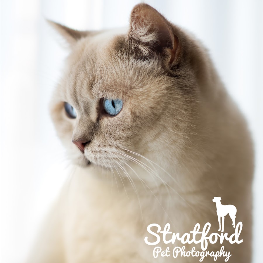 Pet Photography Stratford-upon-Avon YouTube channel avatar