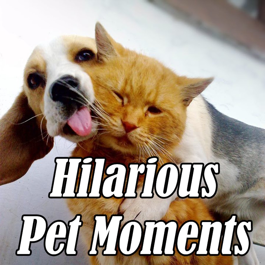 Hilarious Pet Moments