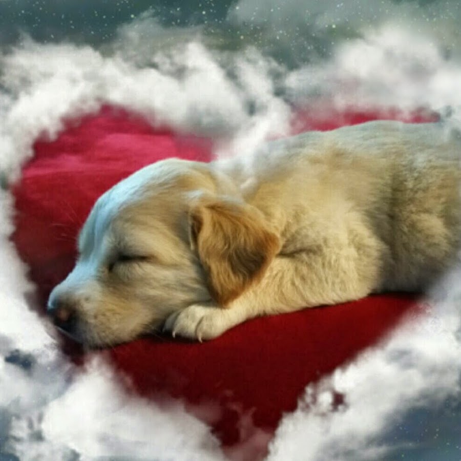 puppy paradise رمز قناة اليوتيوب