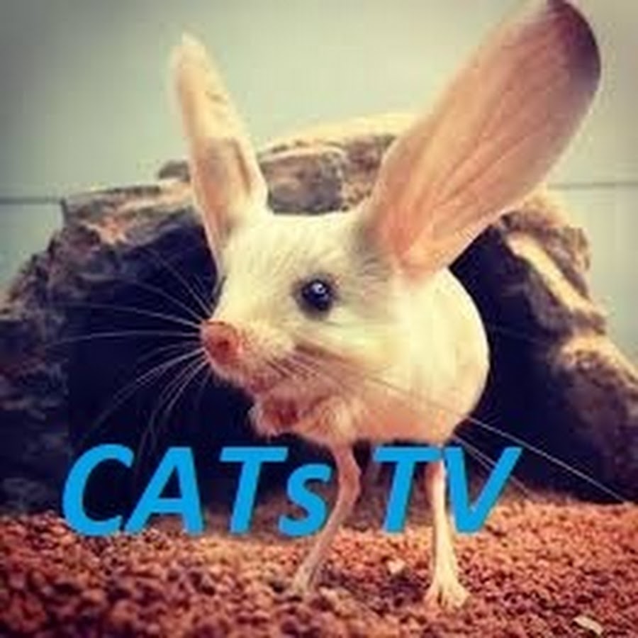 Cats TV رمز قناة اليوتيوب