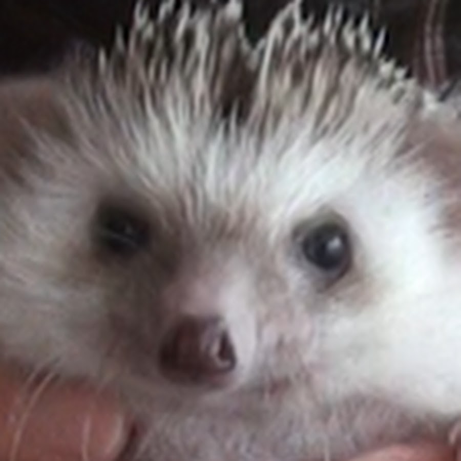 Hedgehogë‘ë‘¥ì¹« YouTube channel avatar