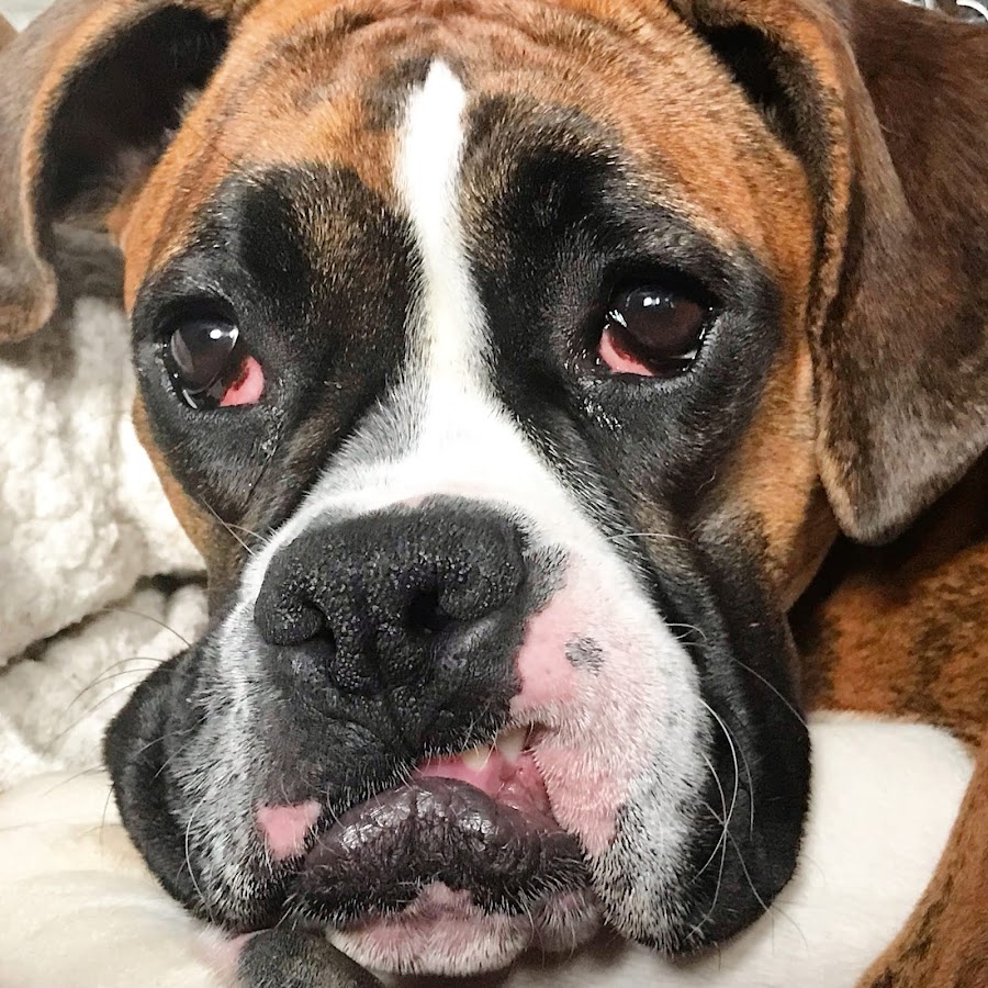 Bella The Boxer Baby YouTube channel avatar