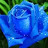 Rose Blue
