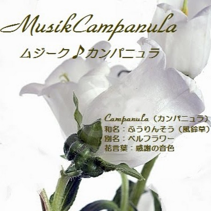 Misikcampanula Youtube