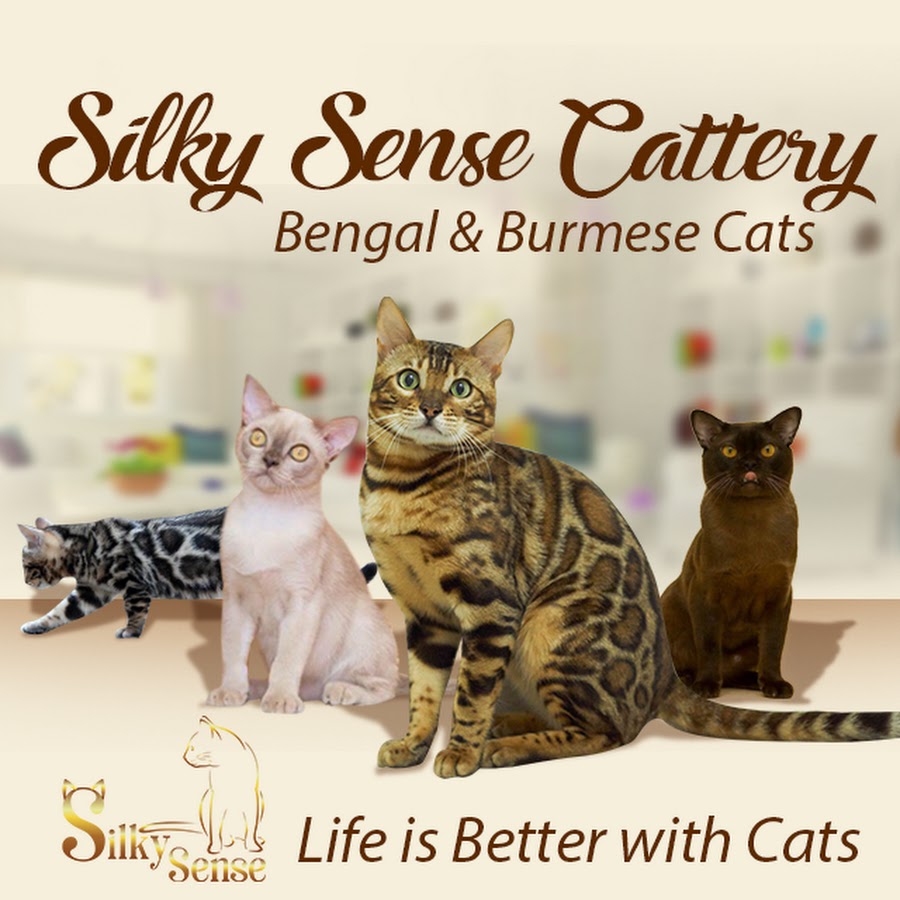 GR*Silky Sense Cattery