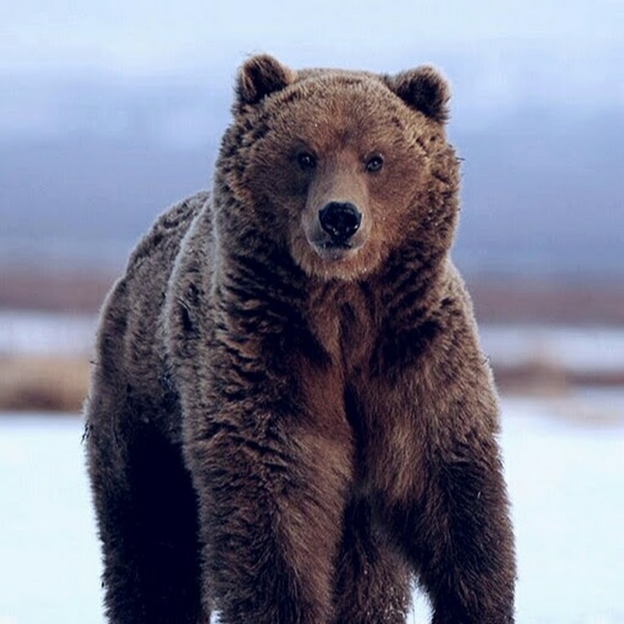 Аю суреті. Бурый медведь. Медведь во весь рост. Бурый медведь боком. Питание медведя.