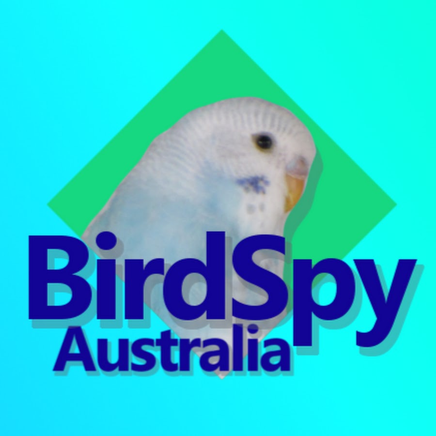 Bird Spy Australia YouTube-Kanal-Avatar