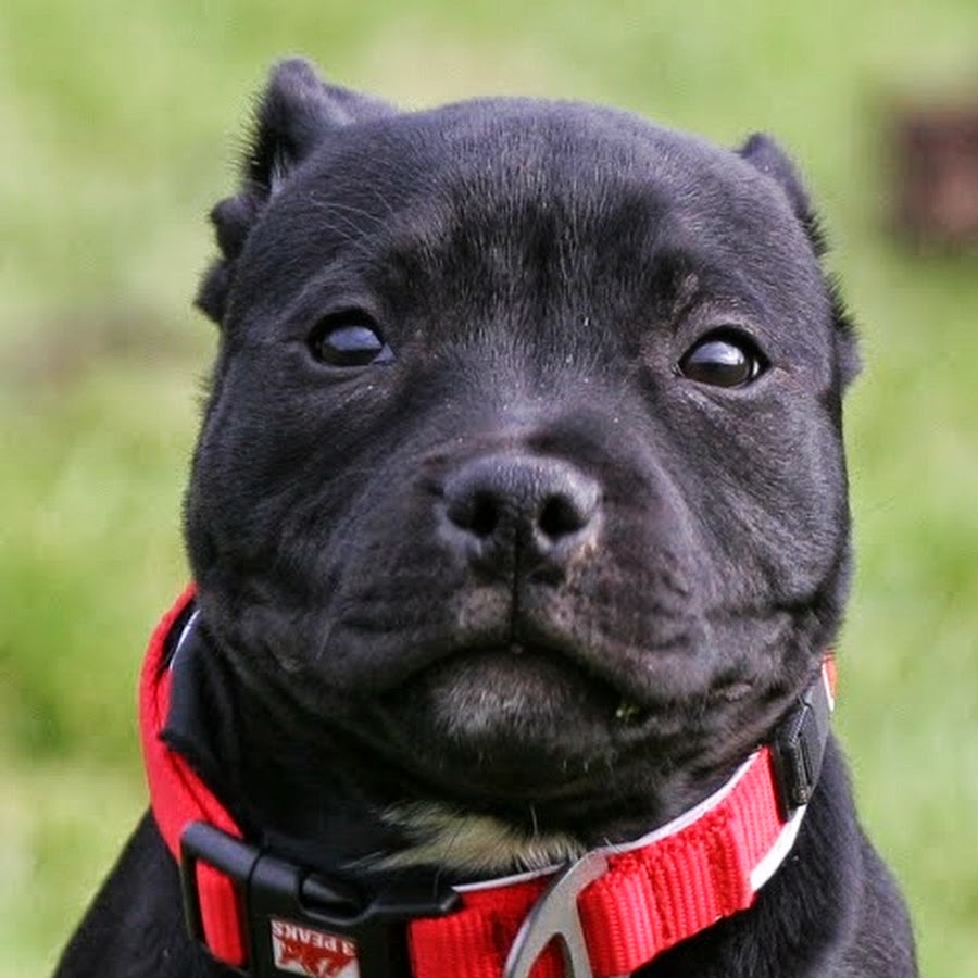 CyclingStaffies YouTube channel avatar